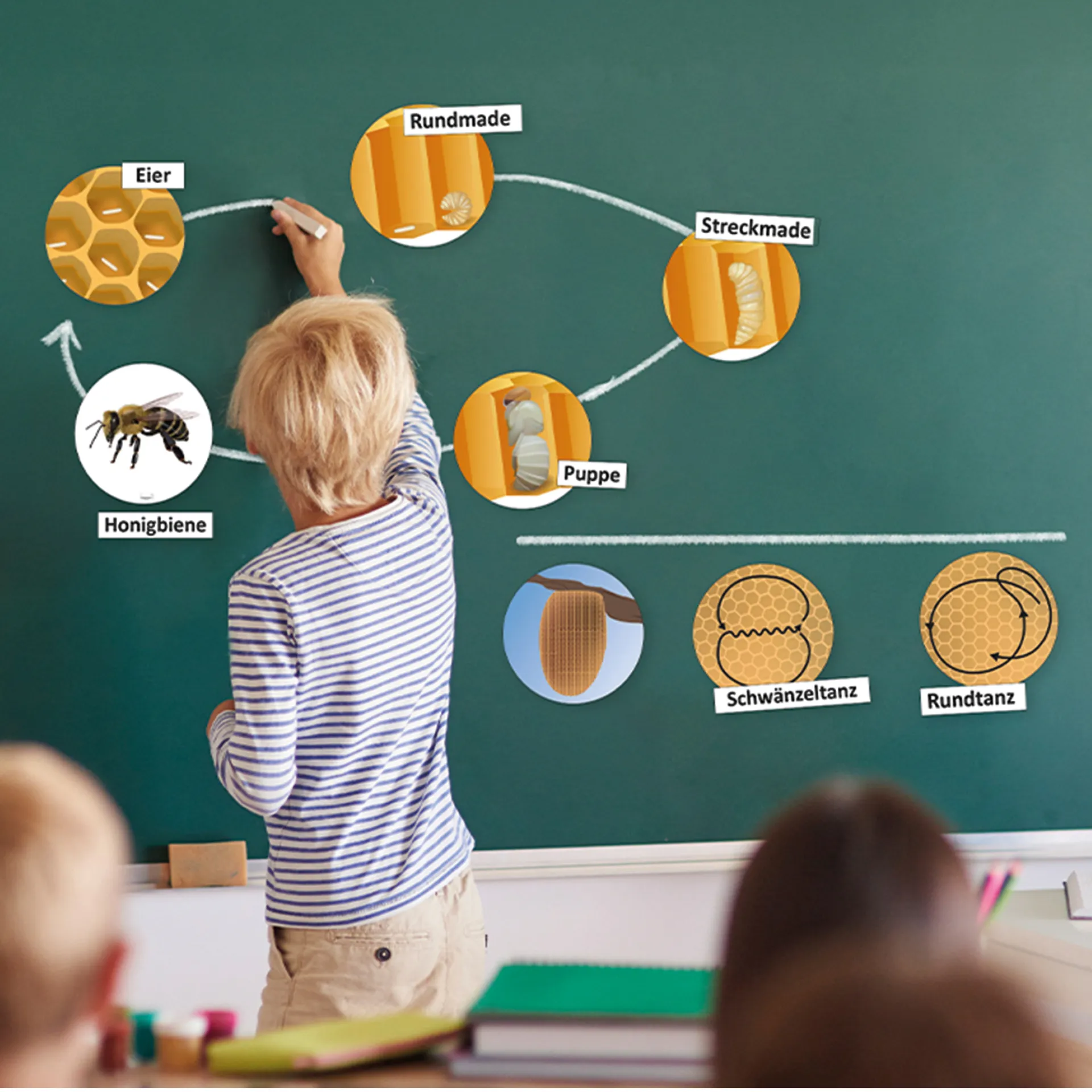 Klassenset Lebenszyklus Schmetterlinge, Bienen & Marienkäfer, magnetisch, 100-tlg. 