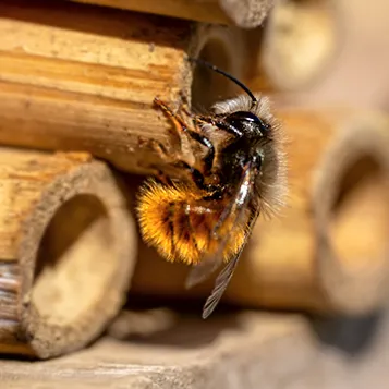 Banner_quadratisch_357_wildbiene2