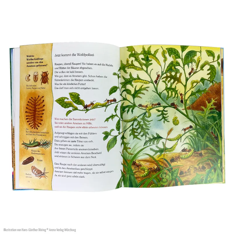 Eine Geschichte mit vielen Sachinformationen – Wie leben die kleinen Waldameisen?