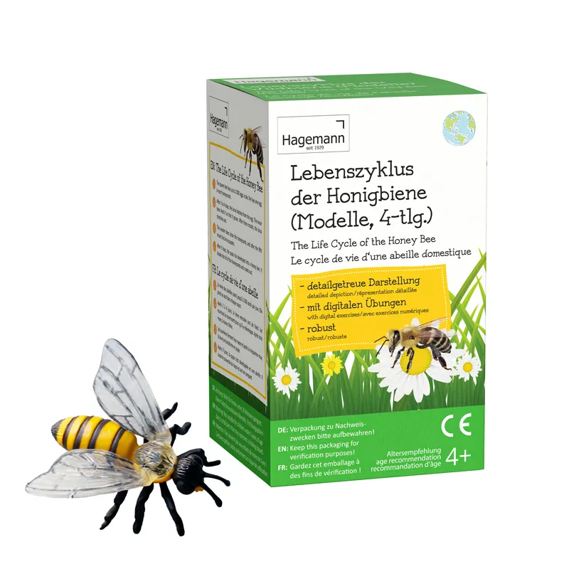 Hagemann Lebenszyklus der Honigbiene (Modelle)