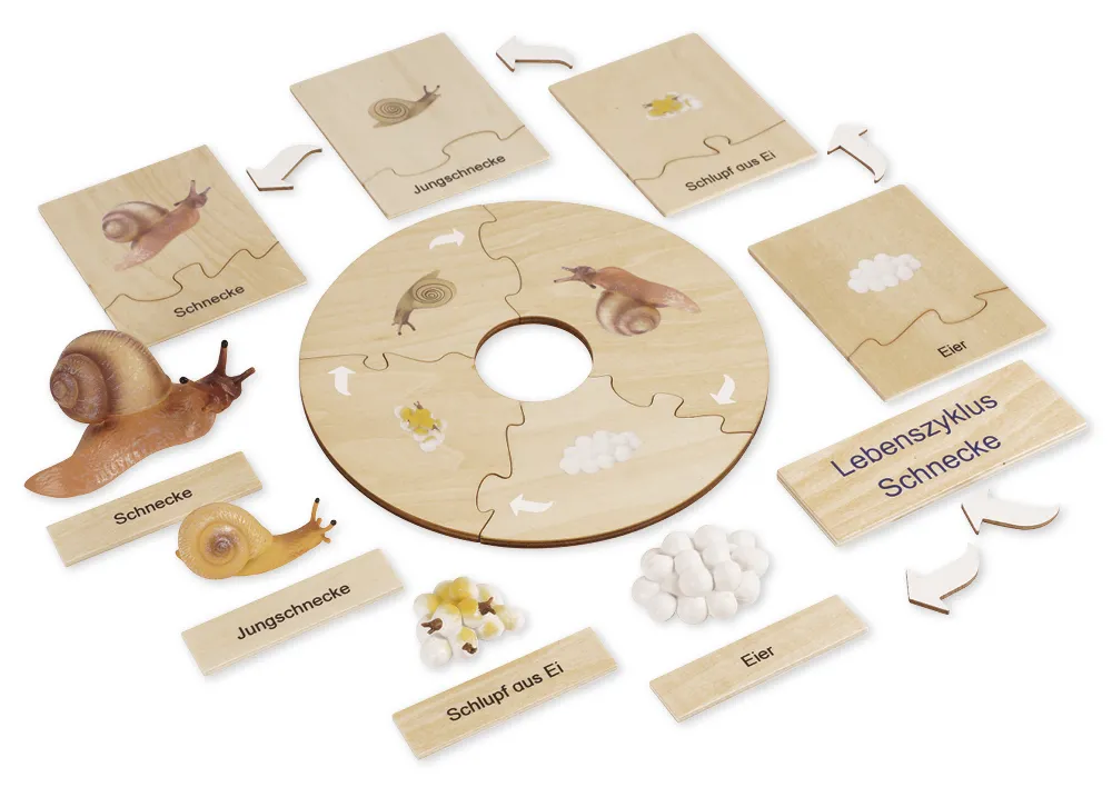 TimeTEX Lebenszyklus einer Schnecke, in Holzbox "Montessori Premium"