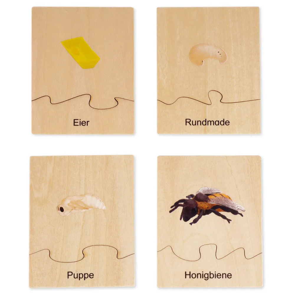 TimeTEX Lebenszyklus einer Honigbiene, in Holzbox "Montessori Premium"