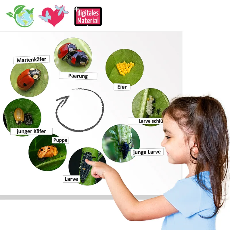 Hagemann Lebenszyklus Marienkäfer (magnetisch)
