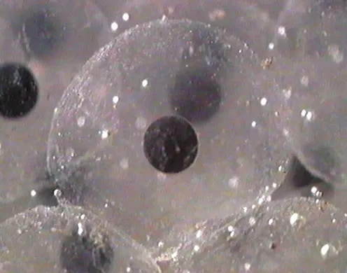 DVD-Lehrfilm Embryonalentwicklung: Seeigel + Frosch