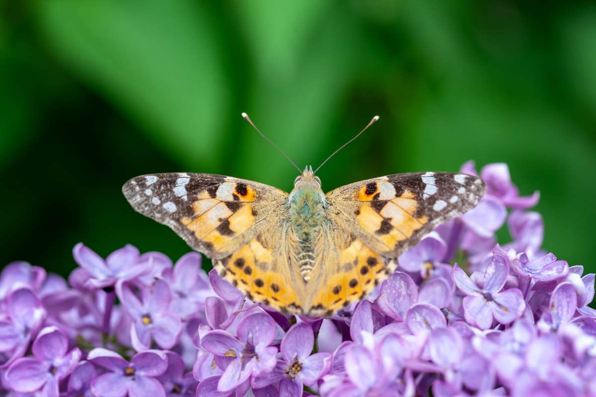 Distelfalter mit ausgebreiteten Flügeln auf Blüte