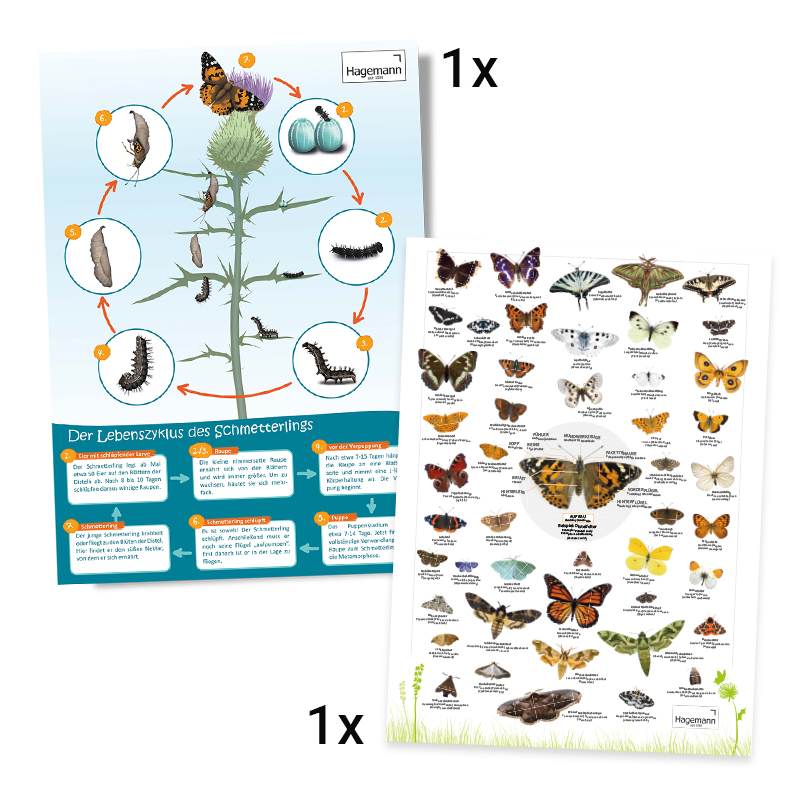Hagemann Gruppenprojektset Schmetterlinge (15 Raupen)