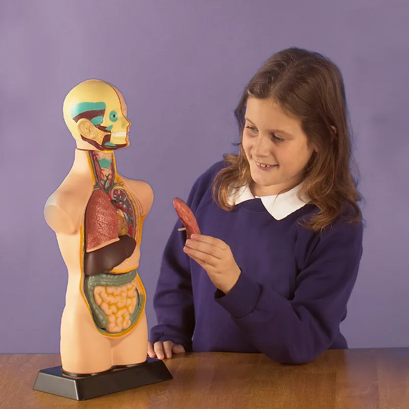 Der menschliche Oberkörper (halber Maßstab)