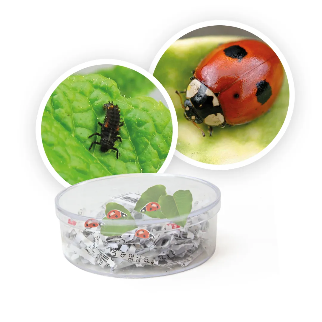 Hagemann Gruppenprojektset Marienkäfer (30-45 Larven)