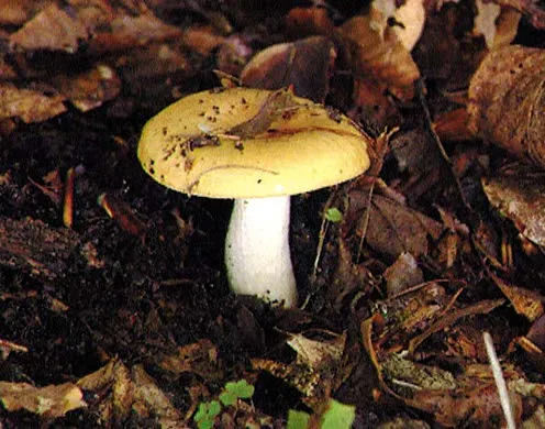 DVD-Lehrfilm Systematik der Pflanzen