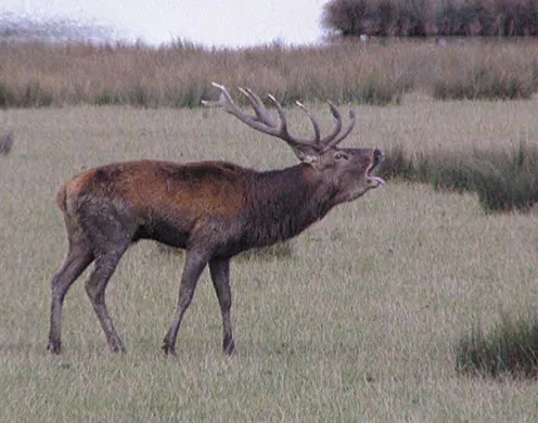 DVD-Lehrfilm Fortpfl. und Entwickl. bei Wirbeltieren 2