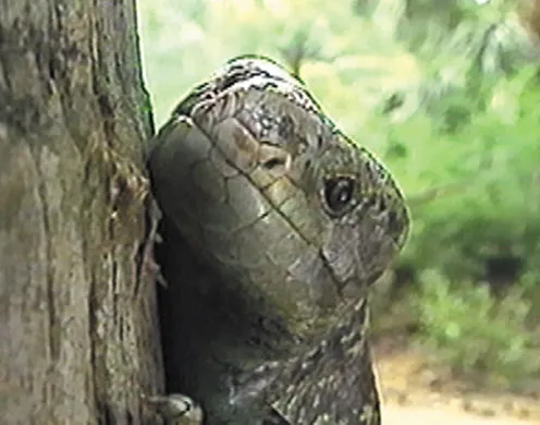 DVD-Lehrfilm Reptilien