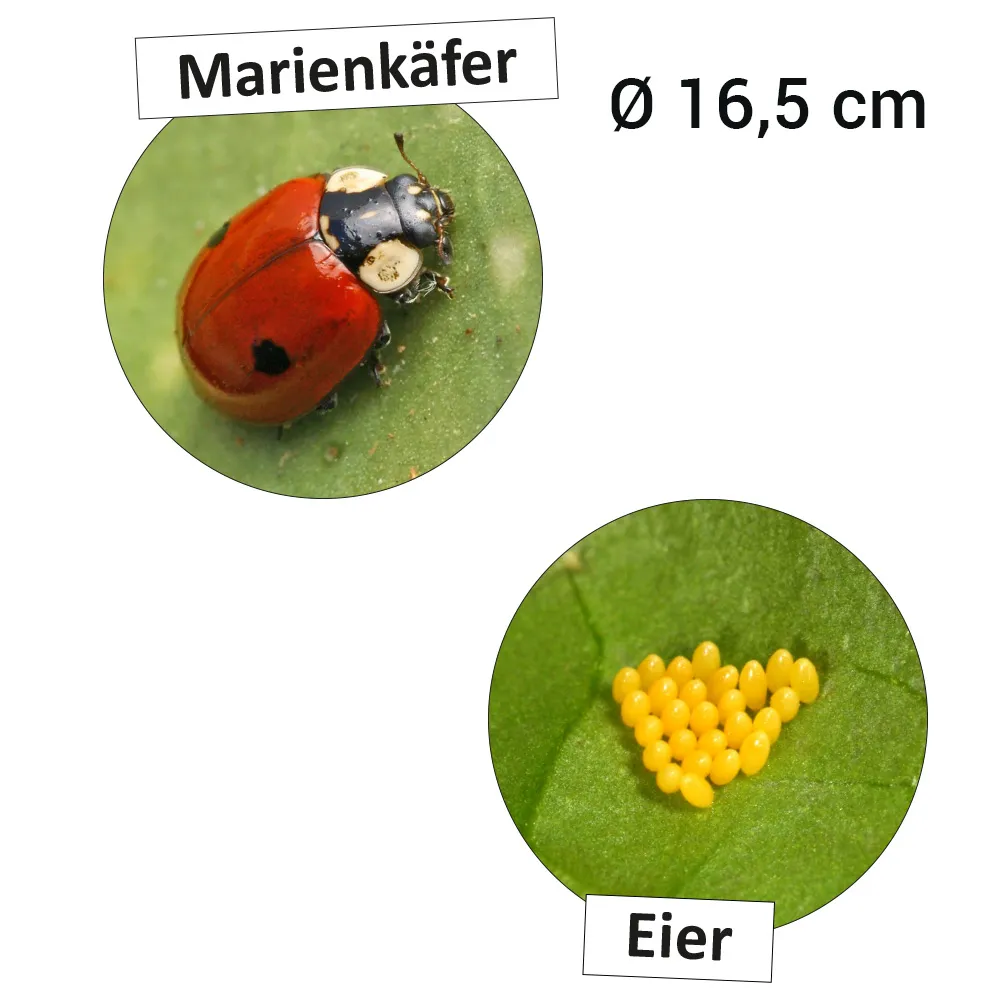 Hagemann Lebenszyklus Marienkäfer (magnetisch)