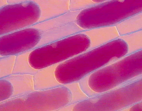 DVD-Lehrfilm Die Zelle-Baustein des Lebens