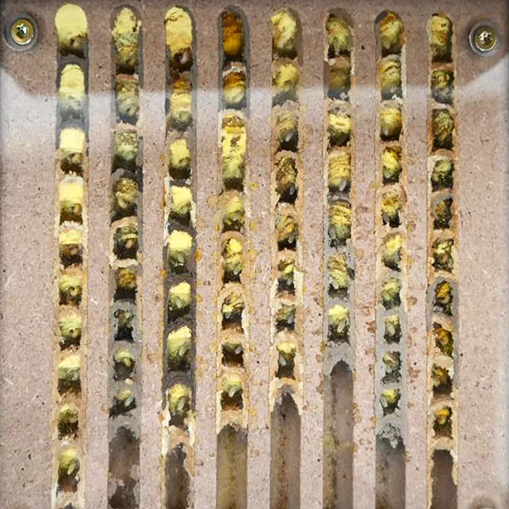 Hagemann Zuchtset Wildbienen, kompakt, Rote Mauerbiene (mit Gutschein, 25 Kokons)