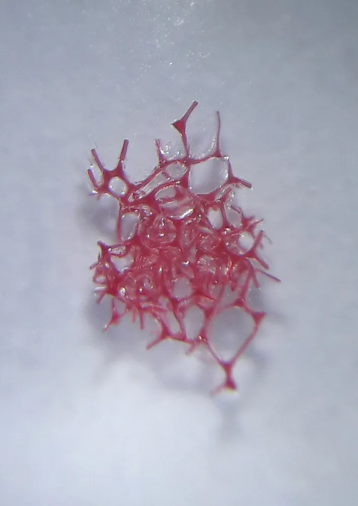 Fertig-Präparate zum Mikroskopieren (36 Stück)