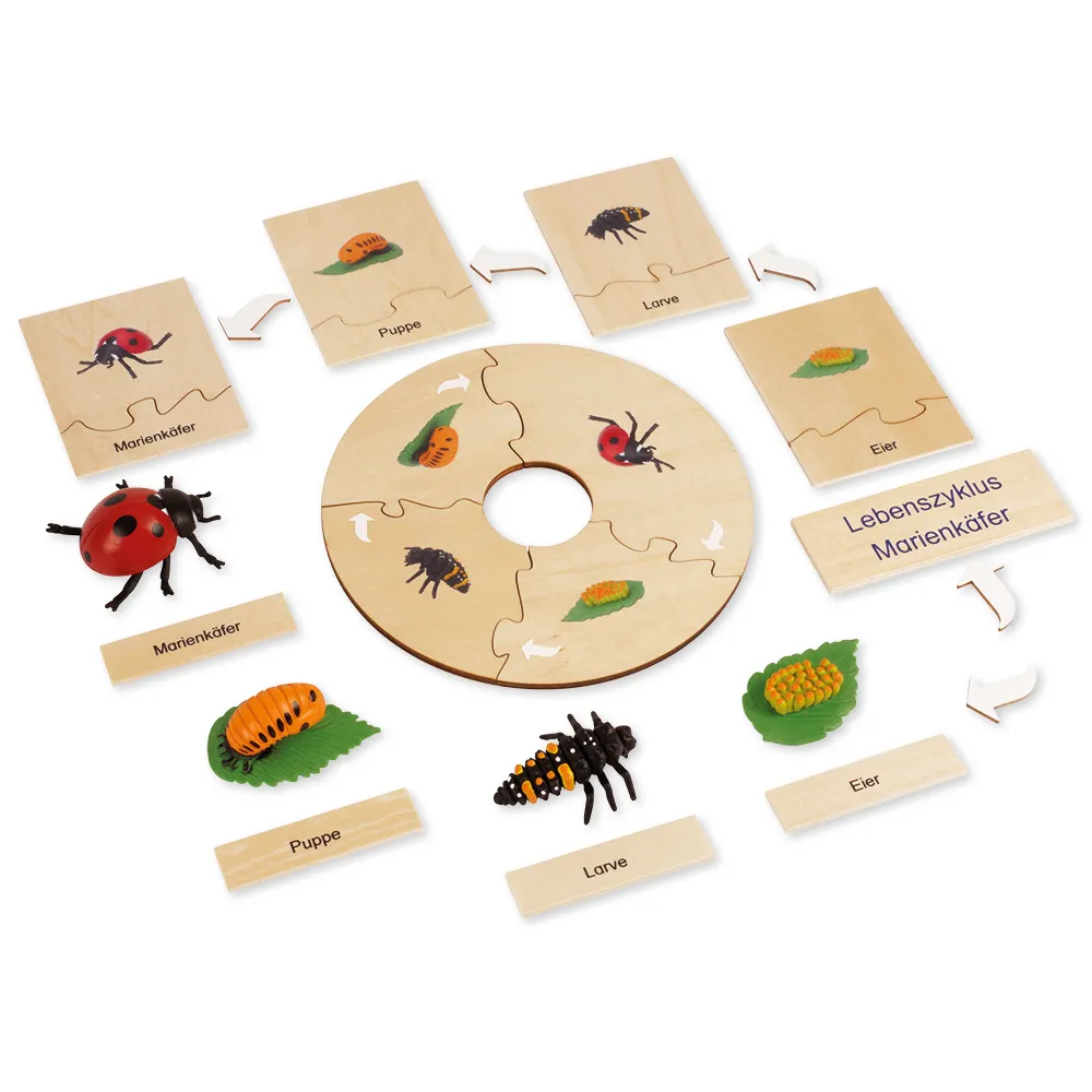 TimeTEX Lebenszyklus eines Marienkäfers, in Holzbox "Montessori Premium"