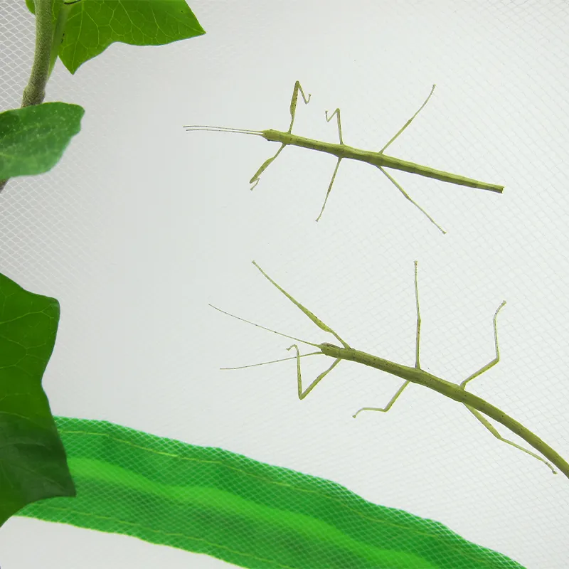 Hagemann Zuchtset Stabschrecken (mit Gutschein, 1 Jungtier und Eier)