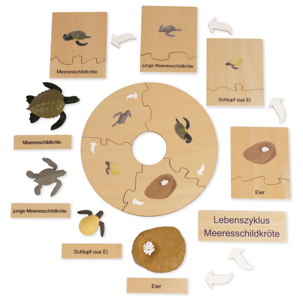 TimeTEX Lebenszyklus einer Schildkröte, in Holzbox "Montessori Premium"