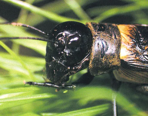 DVD-Lehrfilm Die Grille