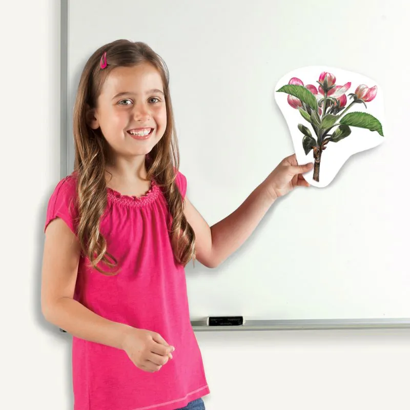 Lebenszyklus Apfel und Bohne (magnetisch)