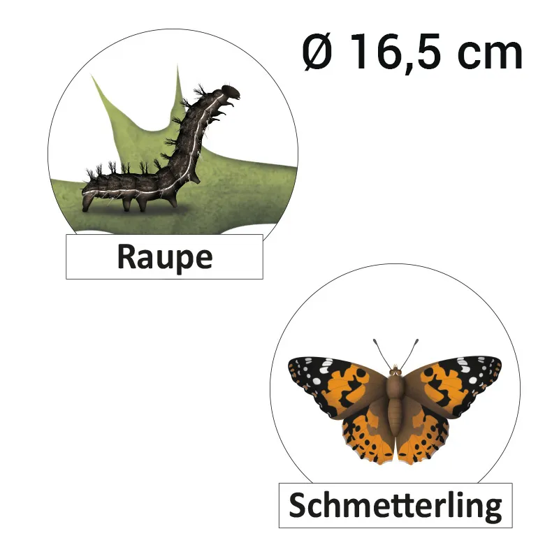 Hagemann Lebenszyklus Schmetterling (magnetisch)