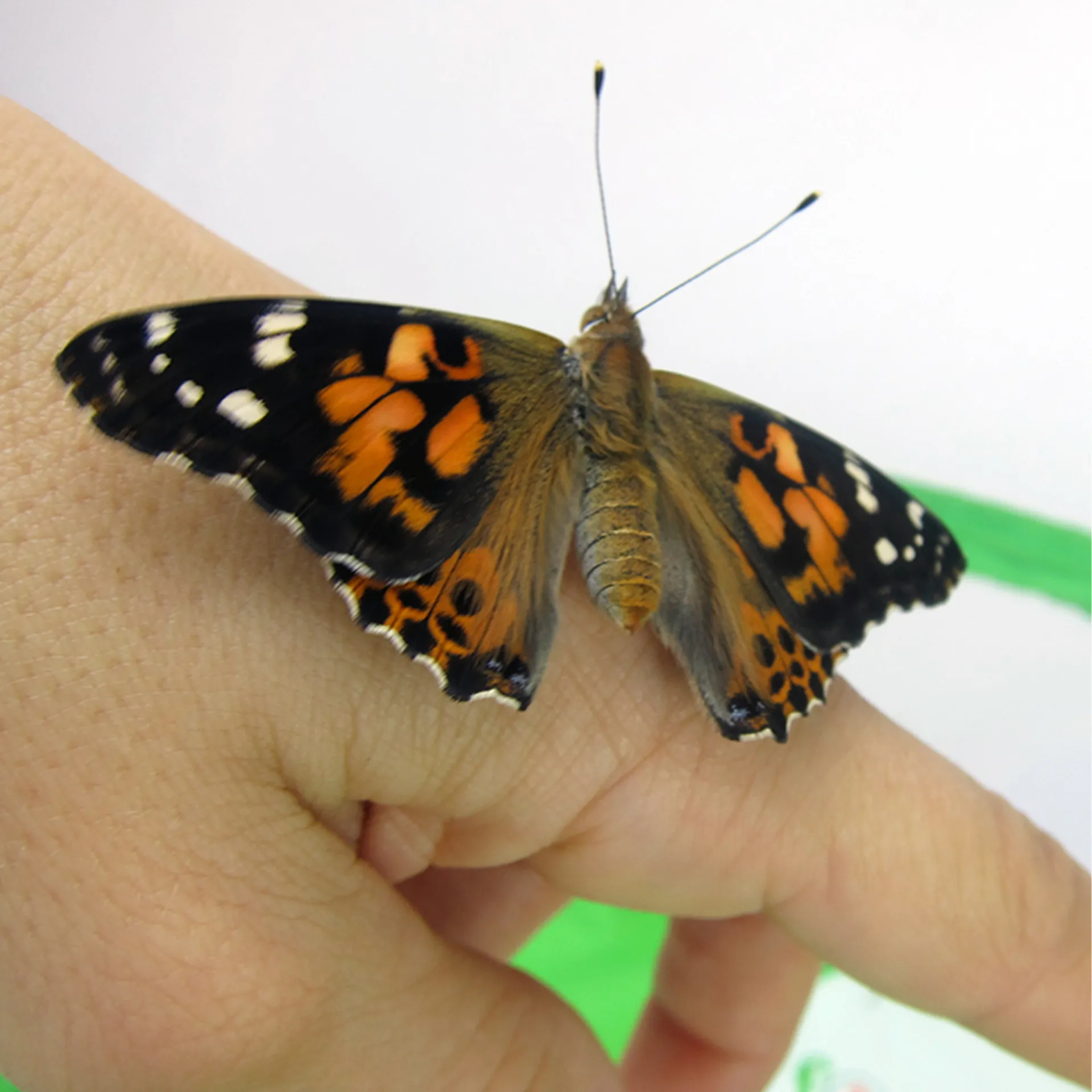 Hagemann Schmetterlings-Zuchtset mit Komfort-Eingriff (5-7 Raupen)