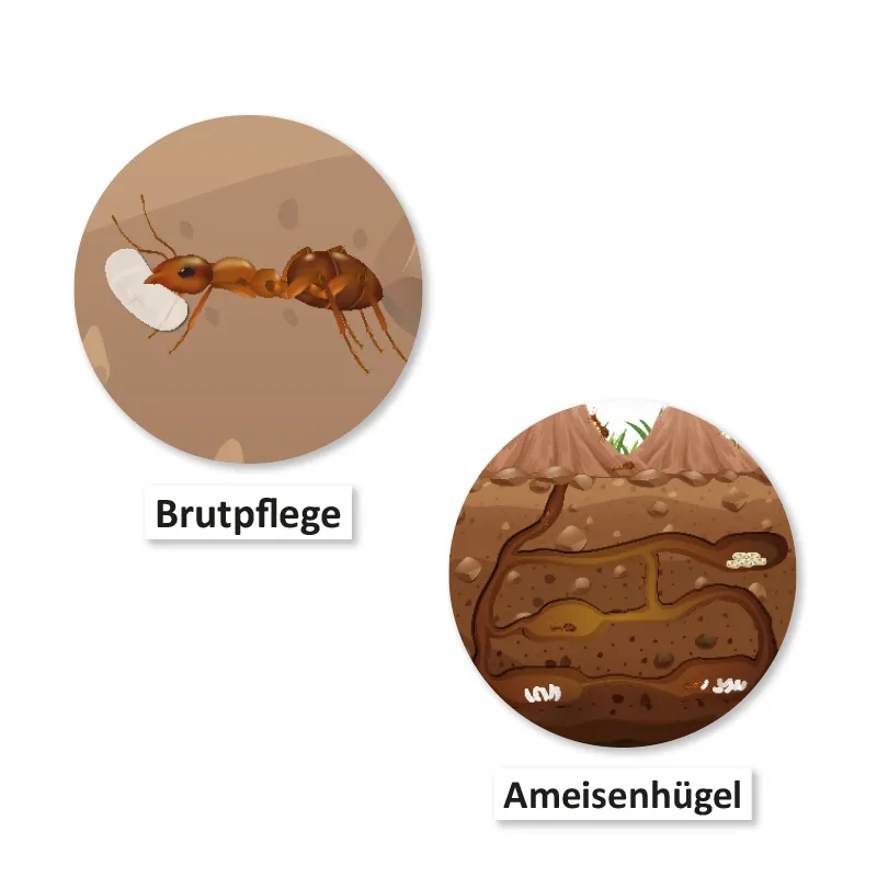 Hagemann Magnetbilder Leben und Lebenszyklus der Ameise