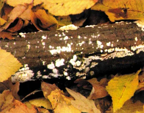 DVD-Lehrfilm Zurück zur Erde - Der Stoffkreislauf im Wald