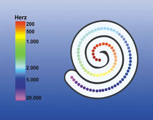 DVD-Lehrfilm Der Mensch: Sinnesorgan Ohr