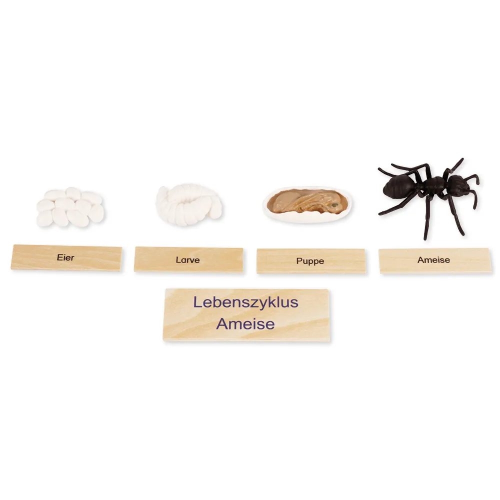 TimeTEX Lebenszyklus einer Ameise, in Holzbox "Montessori Premium"
