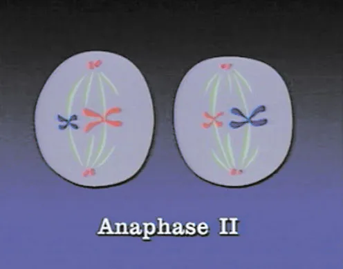 DVD-Lehrfilm Meiose-Stadien der Reifeteilung