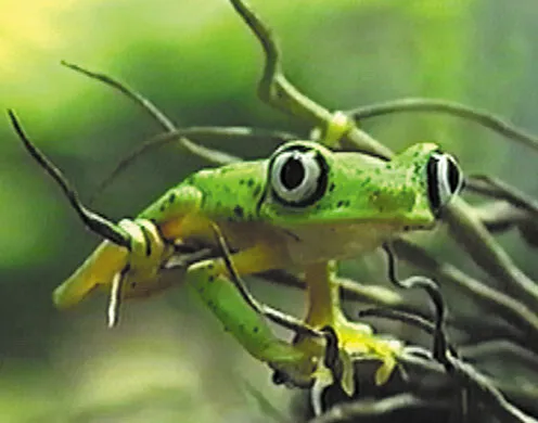 DVD-Lehrfilm Amphibien