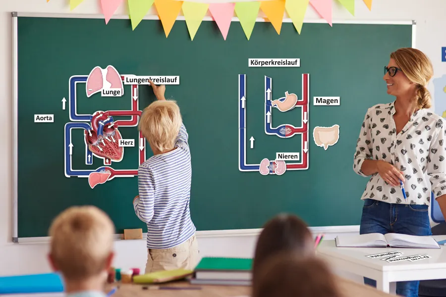 Hagemann Magnetbilder Der kleine und große Blutkreislauf, 40-tlg.