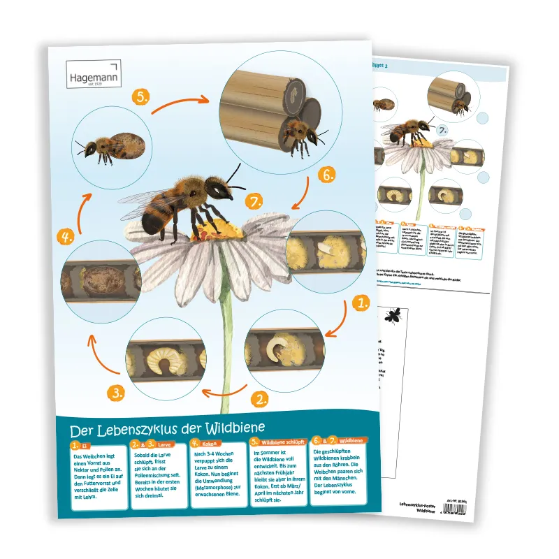 Hagemann Lebenszyklus-Poster Wildbiene