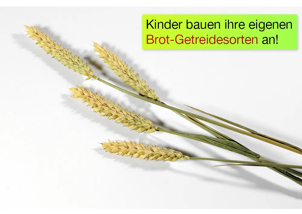 Getreide-Zuchtset