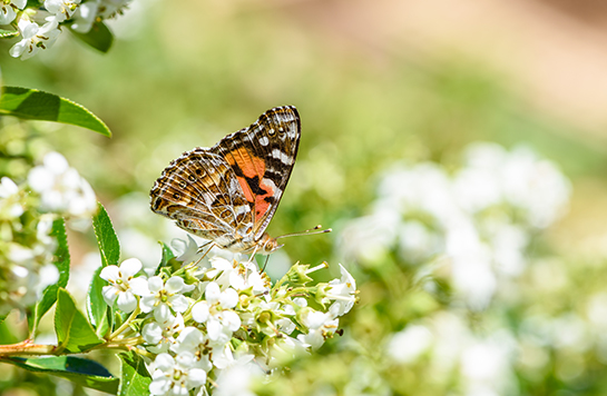 Ein Garten für Schmetterlinge