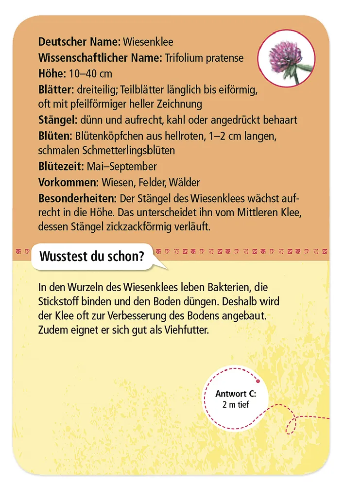 50 Heimische Blumen entdecken und bestimmen