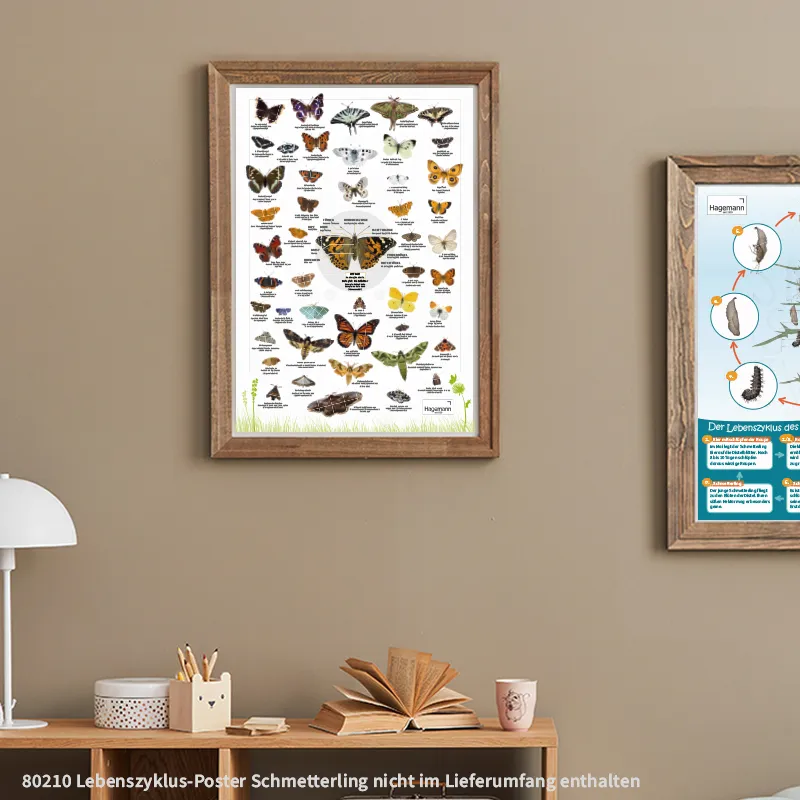 Hagemann Naturposter Schmetterlinge