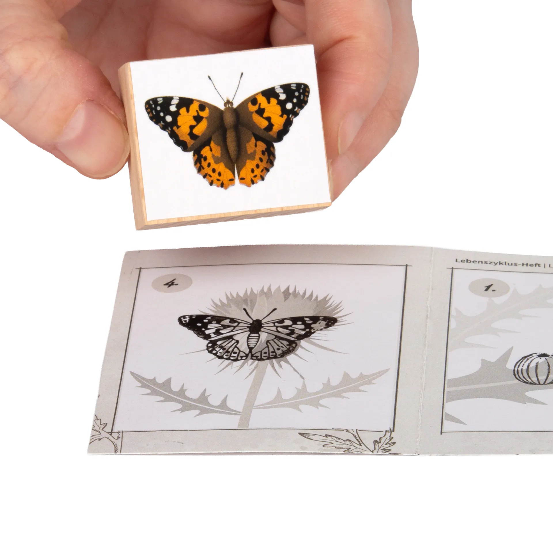 Hagemann Holzstempel Lebenszyklus Schmetterling mit Stempelkissen, 11-tlg.