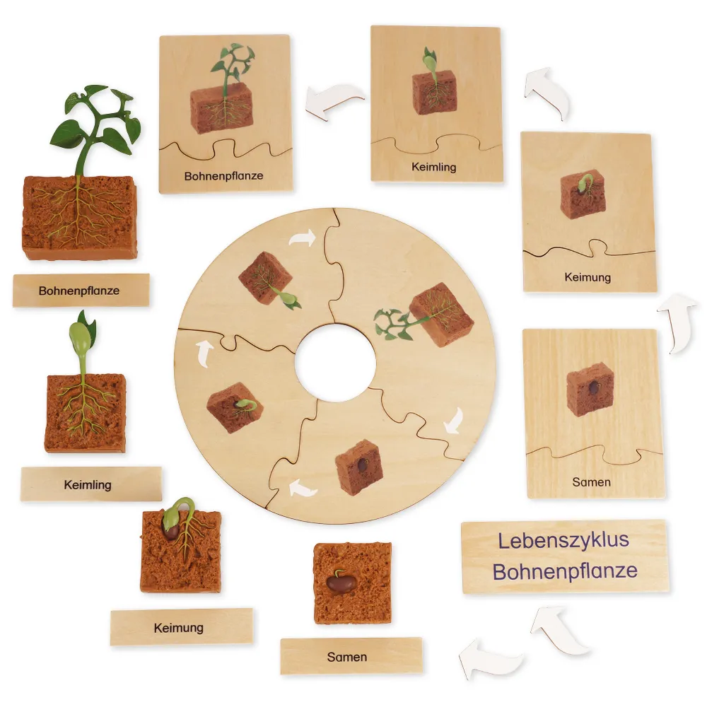 TimeTEX Lebenszyklus Bohnen-Pflanze, in Holzbox "Montessori Premium"