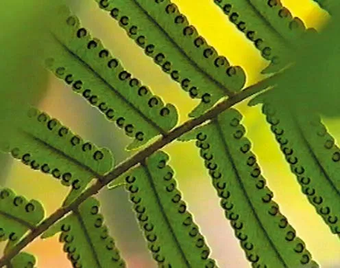 DVD-Lehrfilm Fortpflanzung + Entwicklung blütenloser Pflanzen