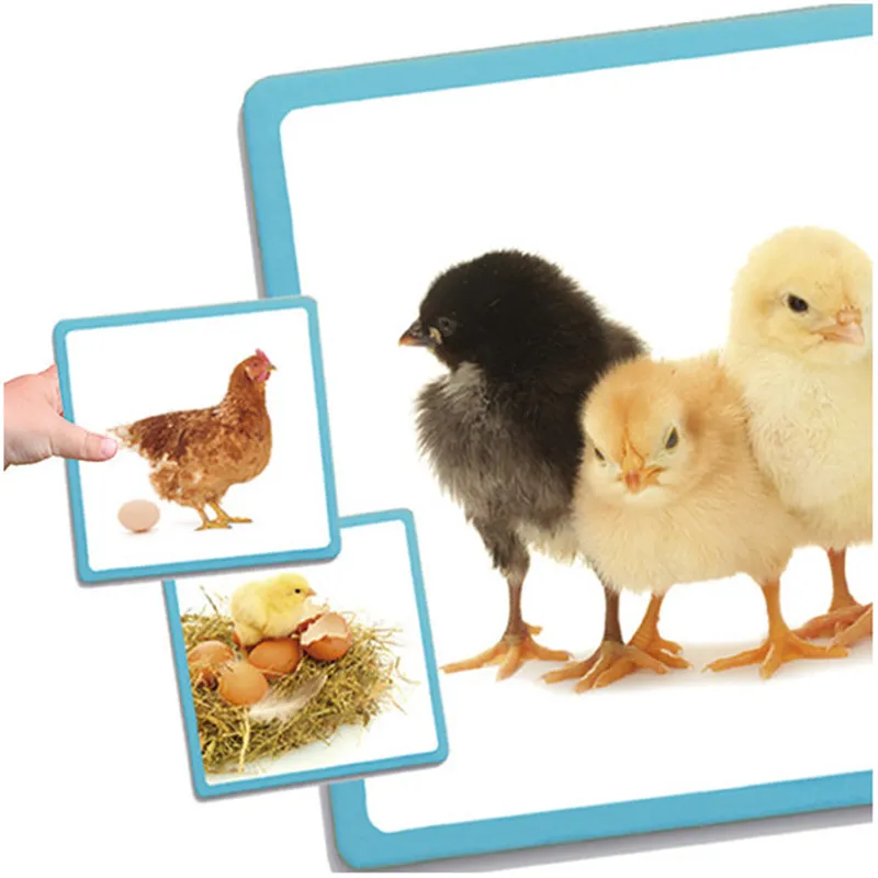 Riesen-Lebenszyklen Mensch, Tiere & Pflanze