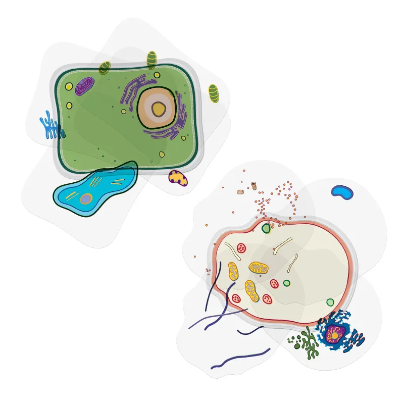 Pflanzliche und tierische Zelle, Stapelmodell