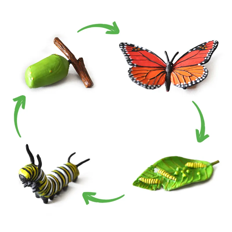 Hagemann Lebenszyklus des Monarchfalters (Modelle, 4-tlg.)