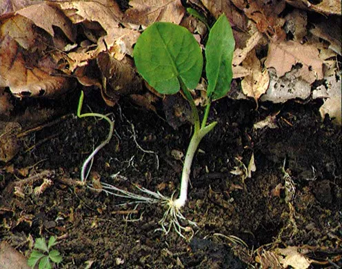 DVD-Lehrfilm Der Lebenszyklus von Bäumen
