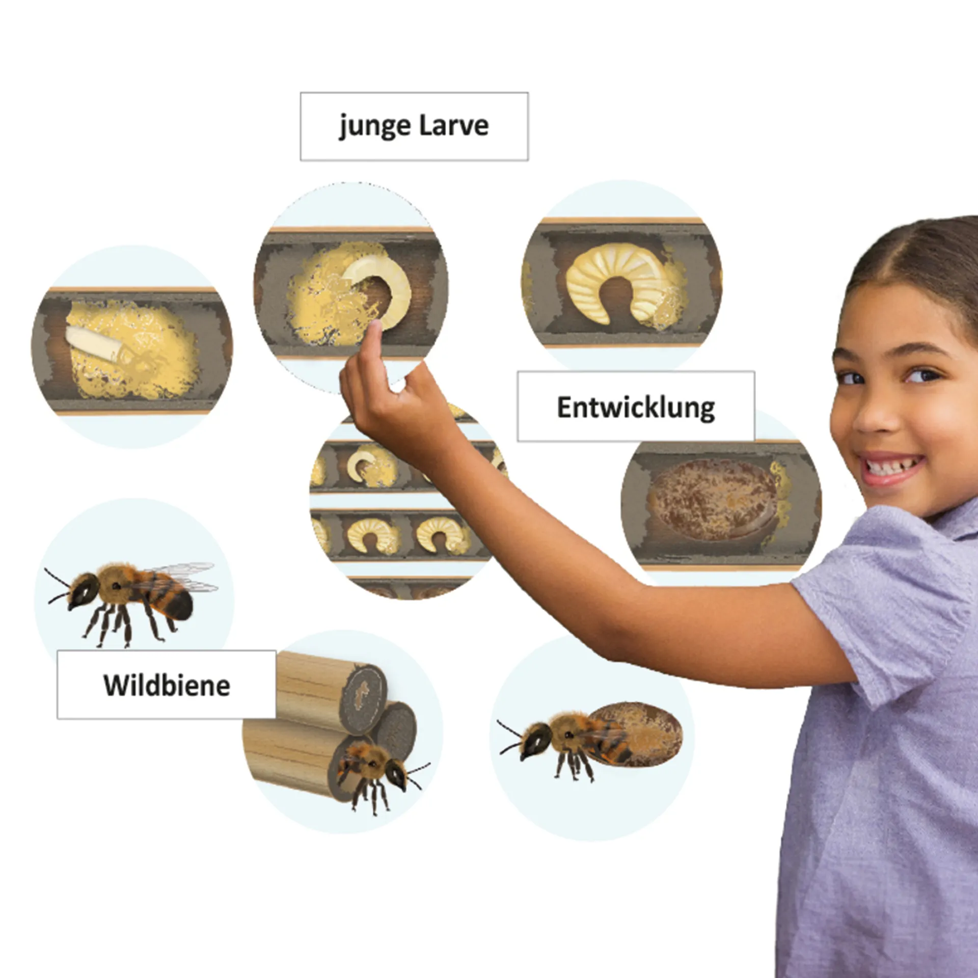 Klassenset Lebenszyklus Schmetterlinge, Bienen & Marienkäfer, magnetisch, 100-tlg. 