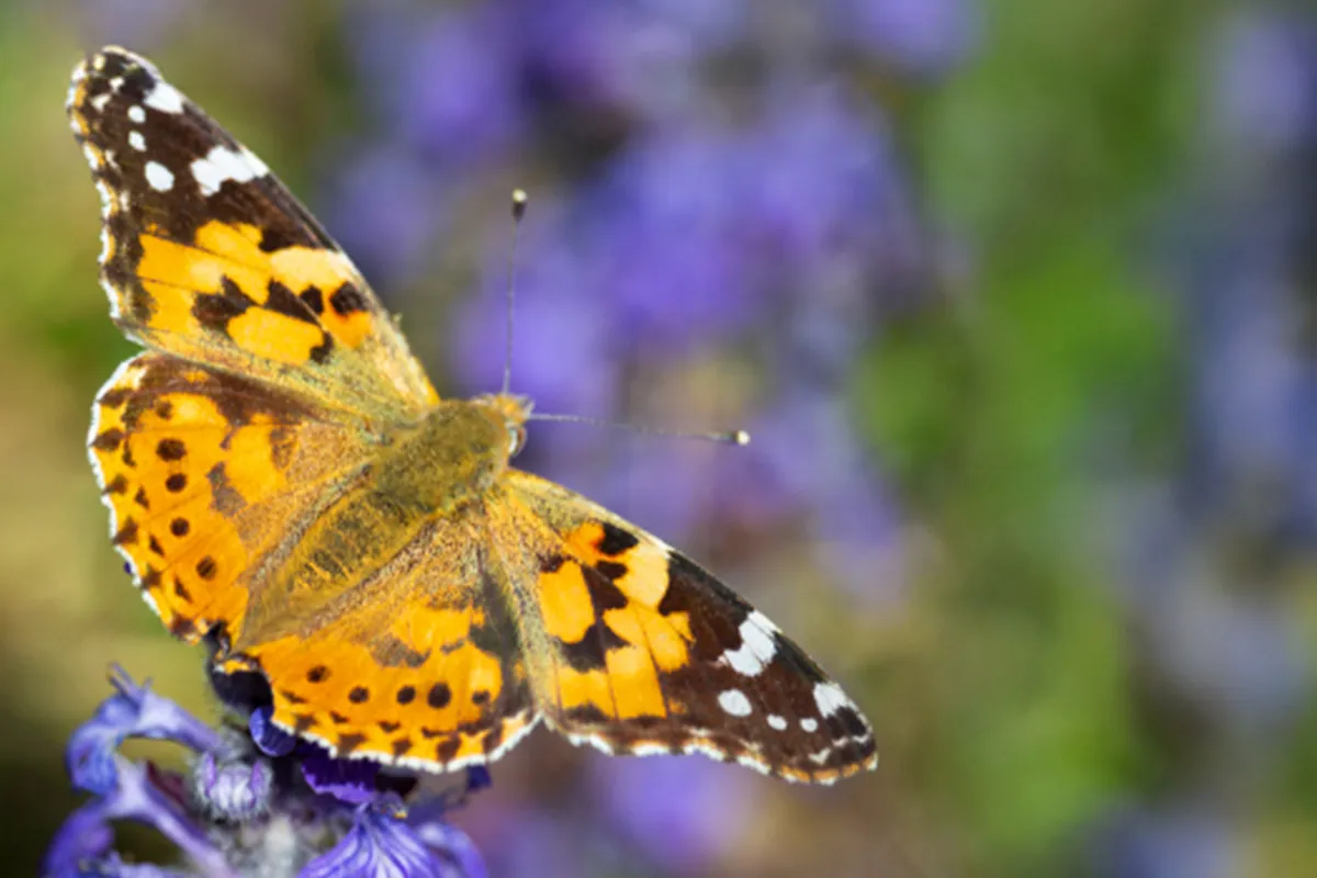 Hagemann_slider_1150_357_schmetterlinge02_mobil_hochkant