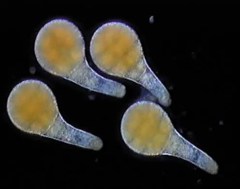 DVD-Lehrfilm Fortpflanzung + Entwicklung blütenloser Pflanzen