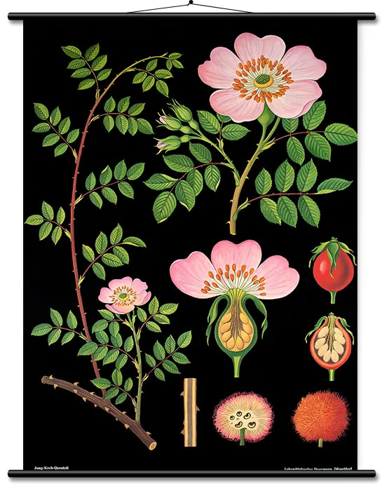 Lehrtafel Heckenrose 