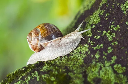 Weinbergschnecke auf bemoosten Baum
